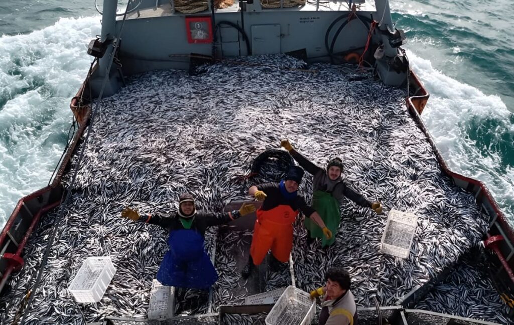 Rawson reabrió la zafra de anchoíta con 589 toneladas: activó conserveras y saladeros en Mar del Plata